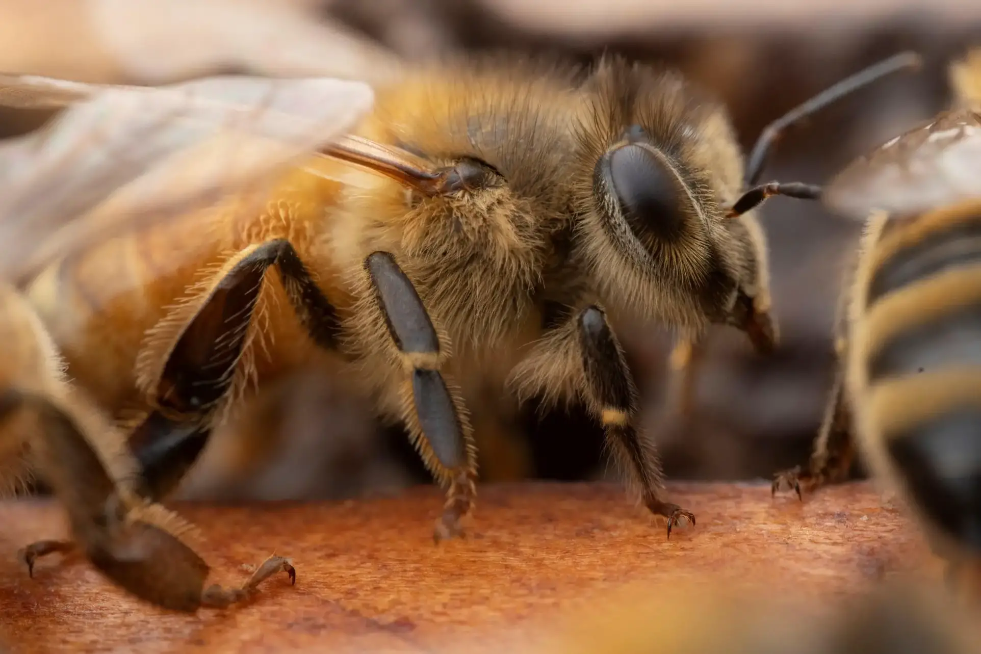 Bee-Close-Up-2.webp