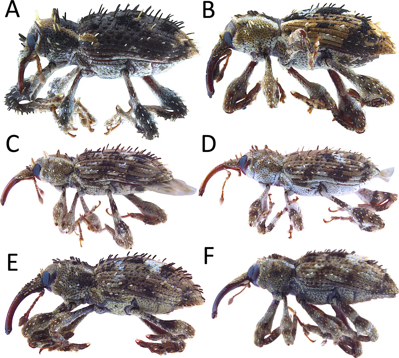 The-Newly-Discovered-Acicnemis-ryukyuana-and-Other-Acicnemis-Species-Found-in-Okinawa-1536x1378.webp