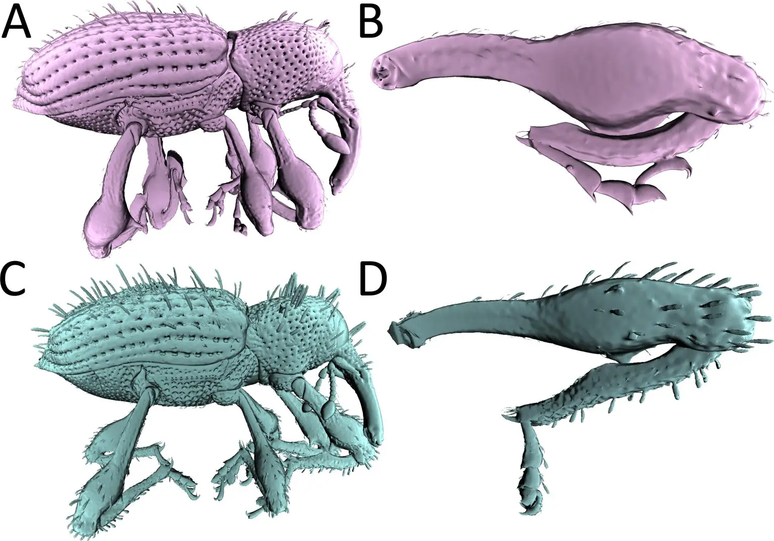 Acicnemis-ryukyuana-and-Acicnemis-postica-3D-Models-1536x1073.webp