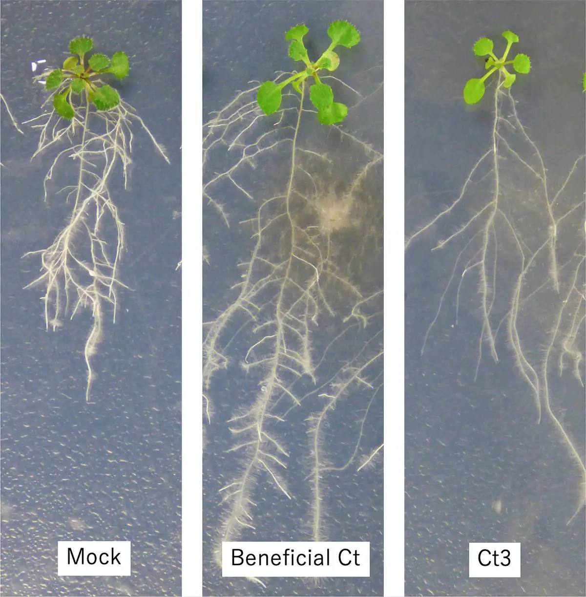 Effect-of-Colletotrichum-tofieldae-on-Roots.webp