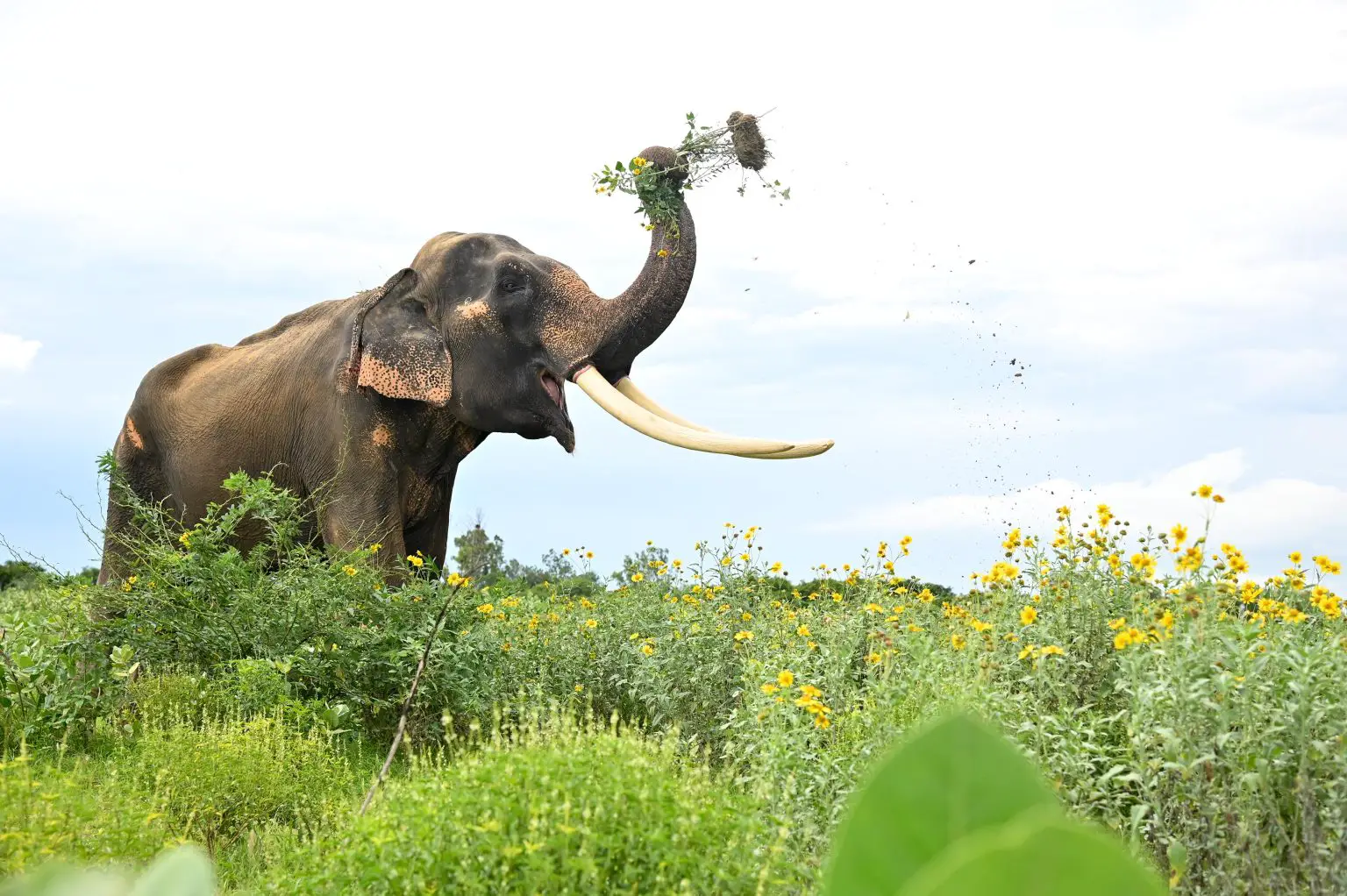 Elephant-Gorging-1536x1022.webp
