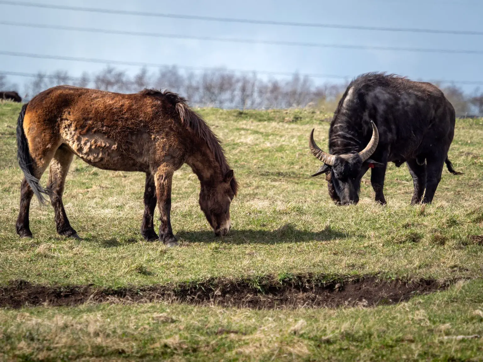 Horse-and-Buffalo-1536x1152.webp