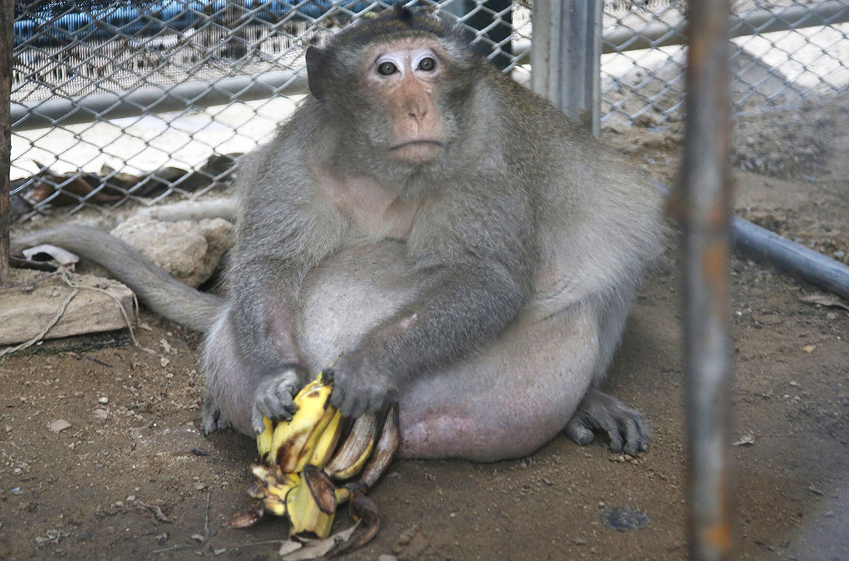 _20230905_on_obese_primates.jpg