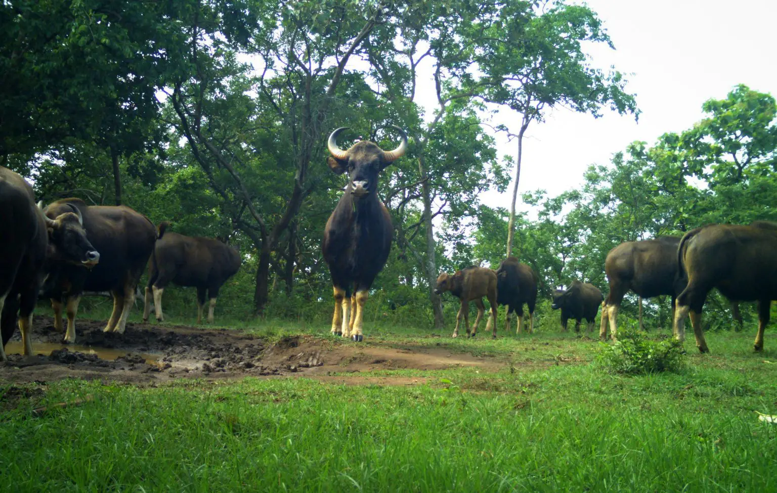 Gaurs-Indian-Bison-1536x975.webp
