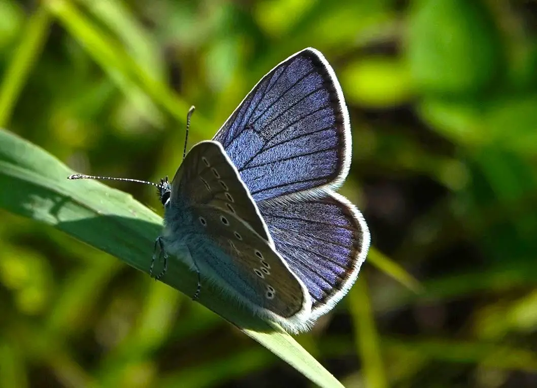 Cyaniris-semiargus.webp