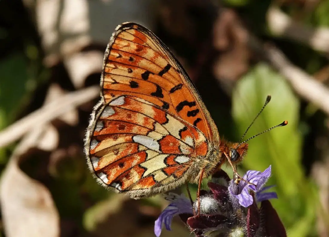 Boloria-euphrosyne.webp