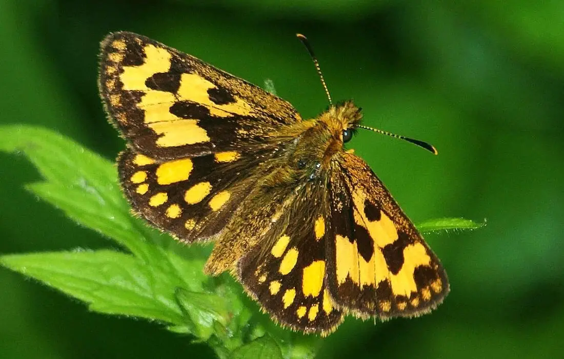 Carterocephalus-silvicola.webp
