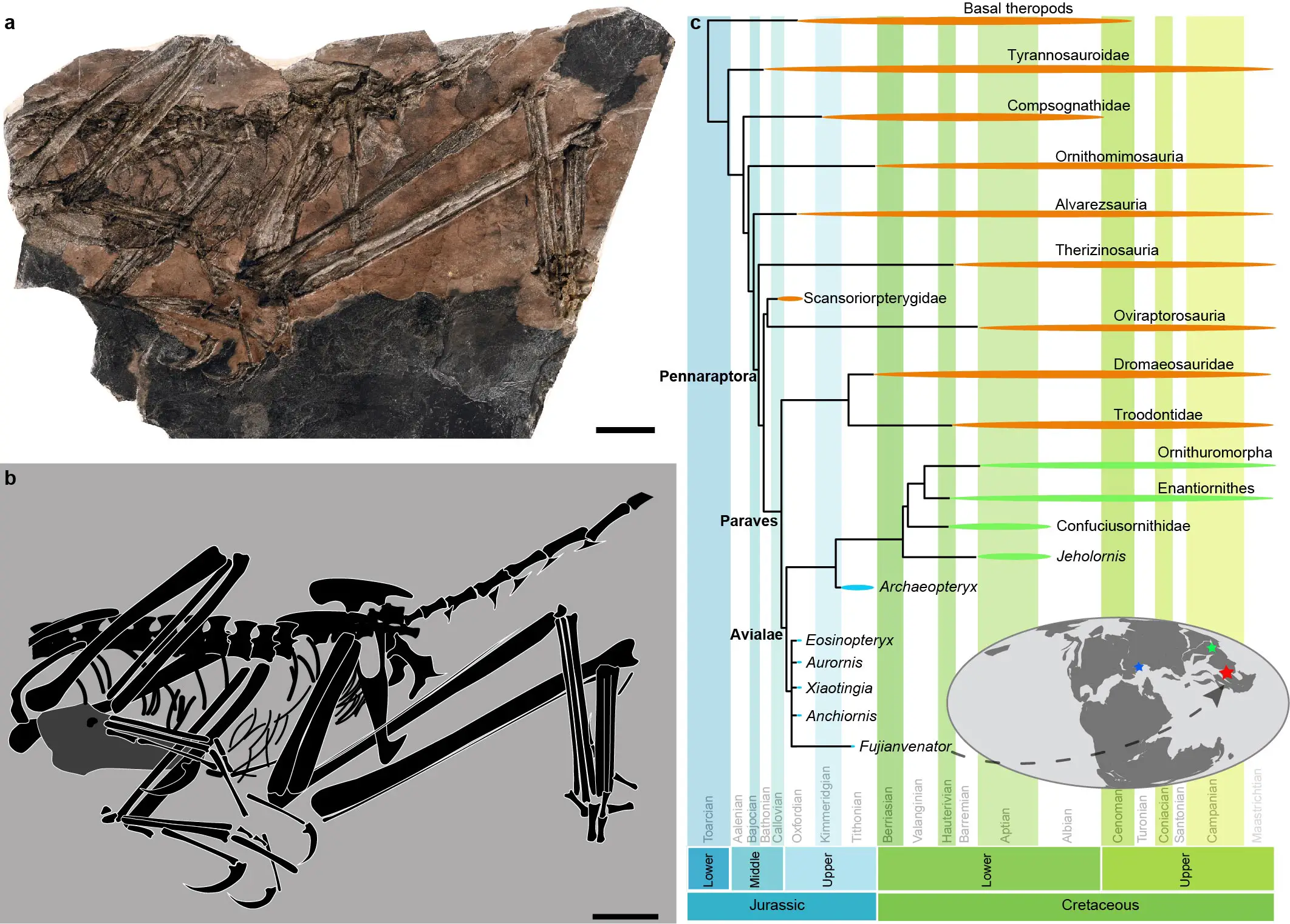 150-Million-Year-Old-Avialan-Theropod-Fujianvenator-Prodigiosus.webp