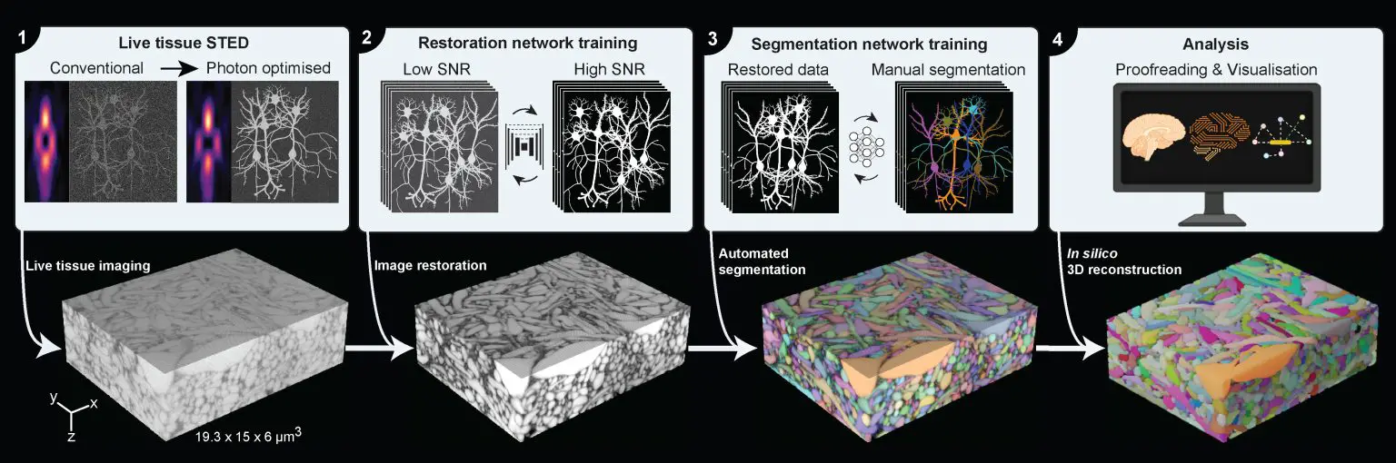 A-Pipeline-To-Reconstruct-Live-Brain-Tissue-1536x510.webp