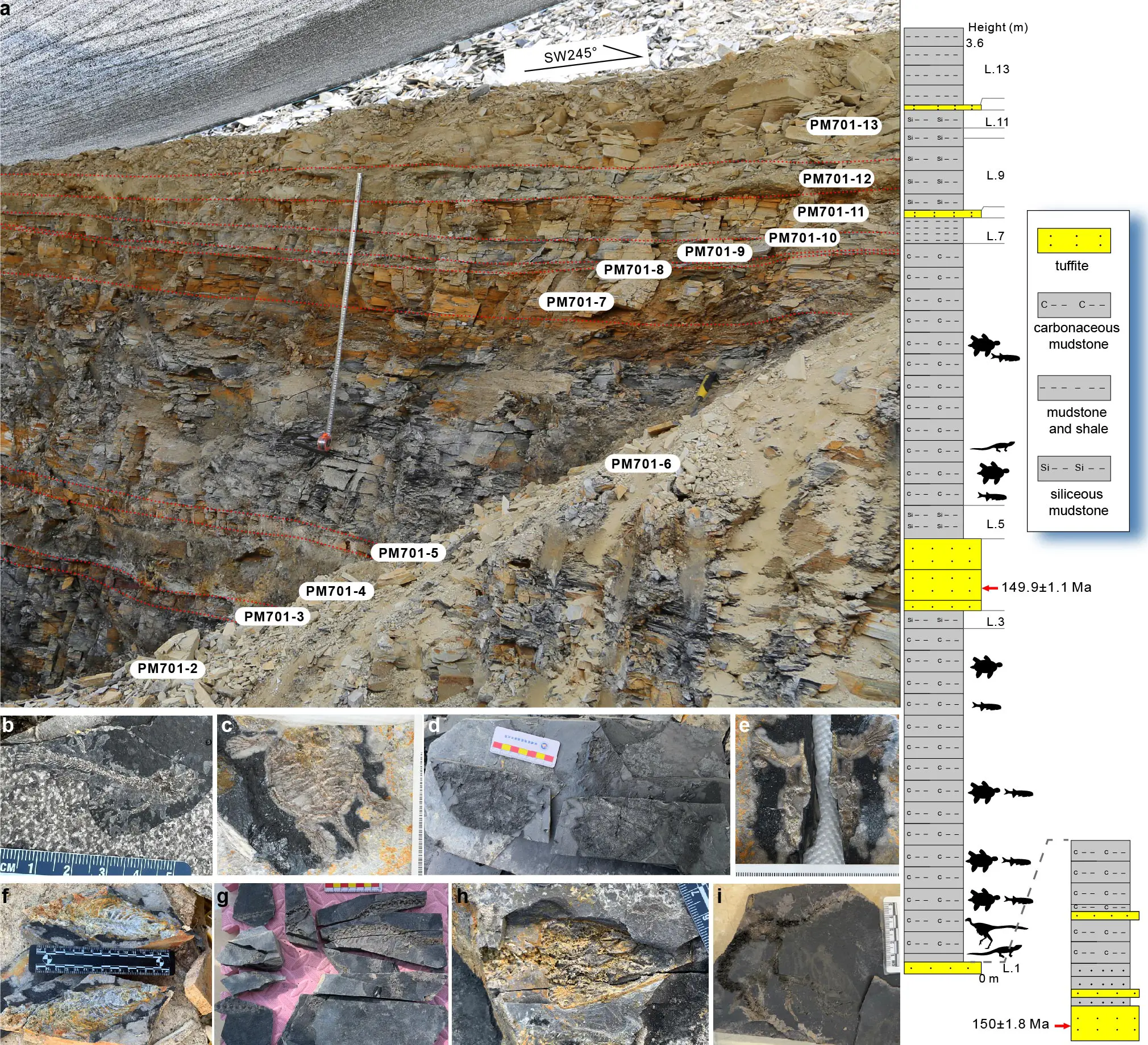 Stratigraphic-Log-and-Vertebrate-Fossil-Assemblage-Discovered-in-Late-Jurassic-Zhenghe-Fauna.webp