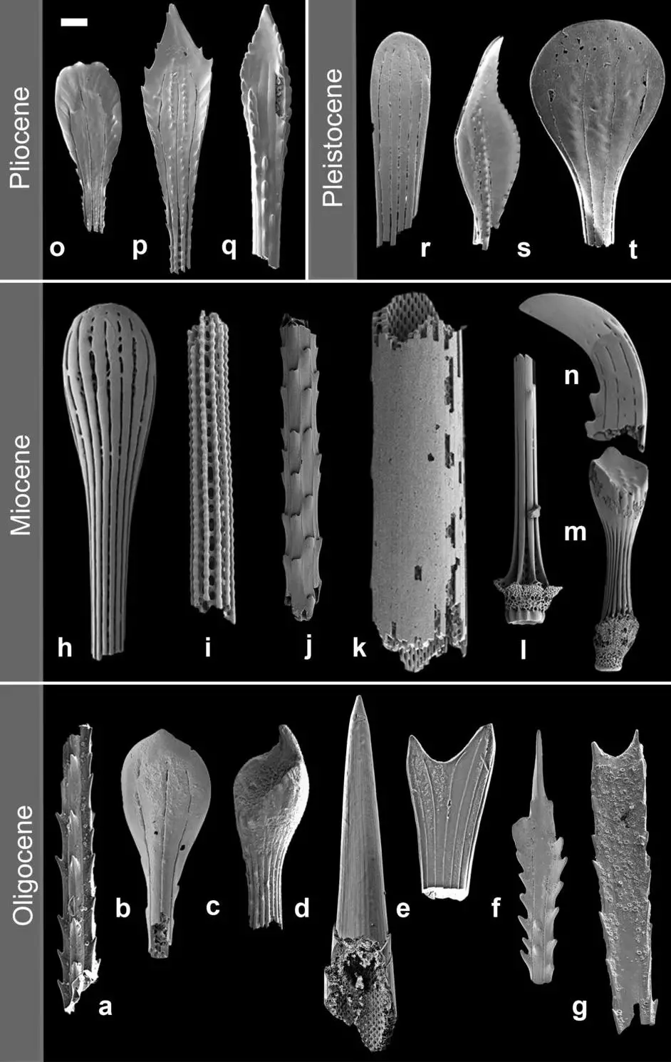 A-Range-of-Sea-Urchin-Spines-From-Different-Periods-of-the-Earths-History-Illustrating-the-Diversity-of-Shapes.webp