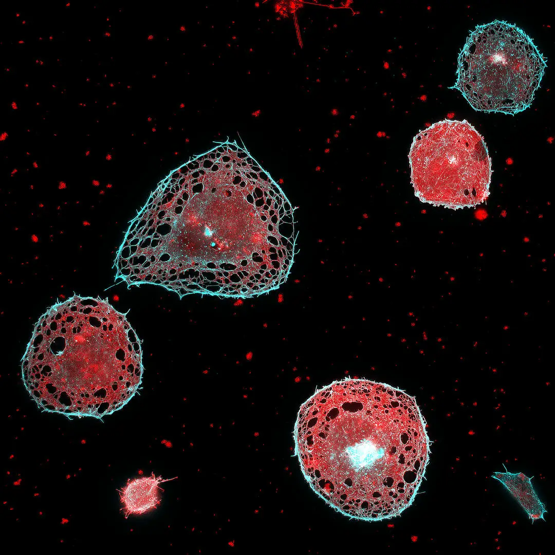 Super-resolution-Image-of-Multiple-Cells-at-Once.webp