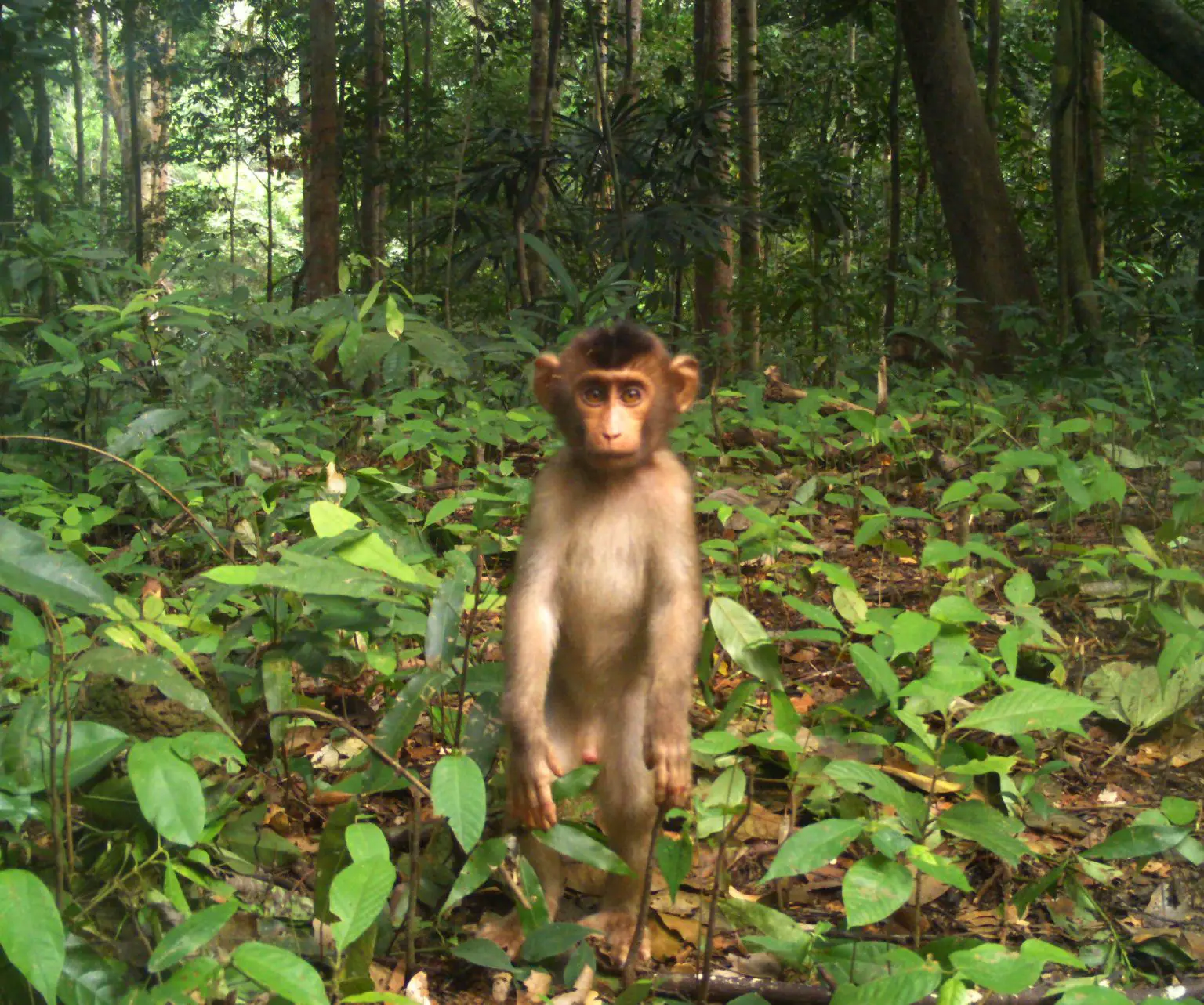 Pig-Tailed-Macaque-Baby-Malaysia-1536x1283.webp