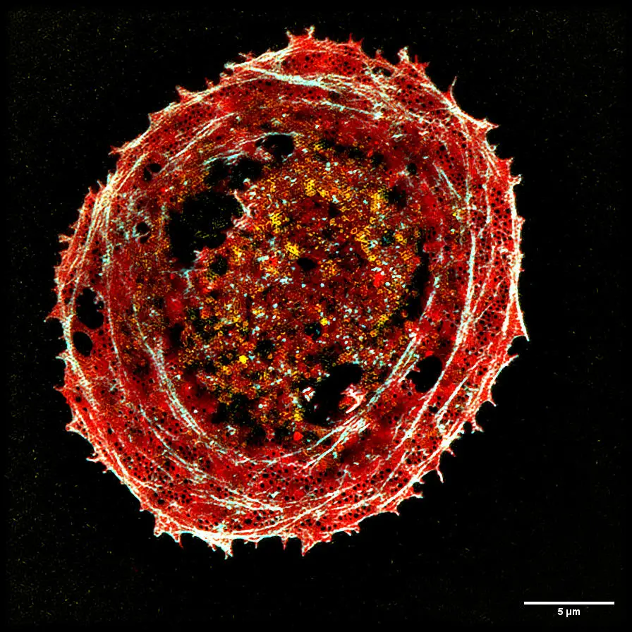 New-Microscopy-Liver-Cell.webp