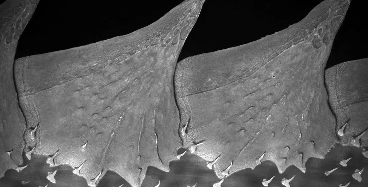 Sterlet-Sturgeon-Dorsal-Scutes.webp
