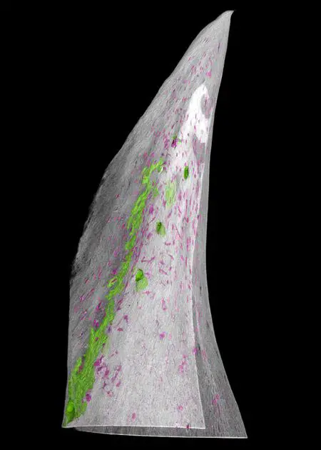 Single-Sturgeon-Scute.webp