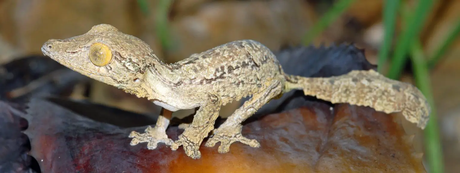 Striking-Gaze-Uroplatus-garamaso-1536x580.webp