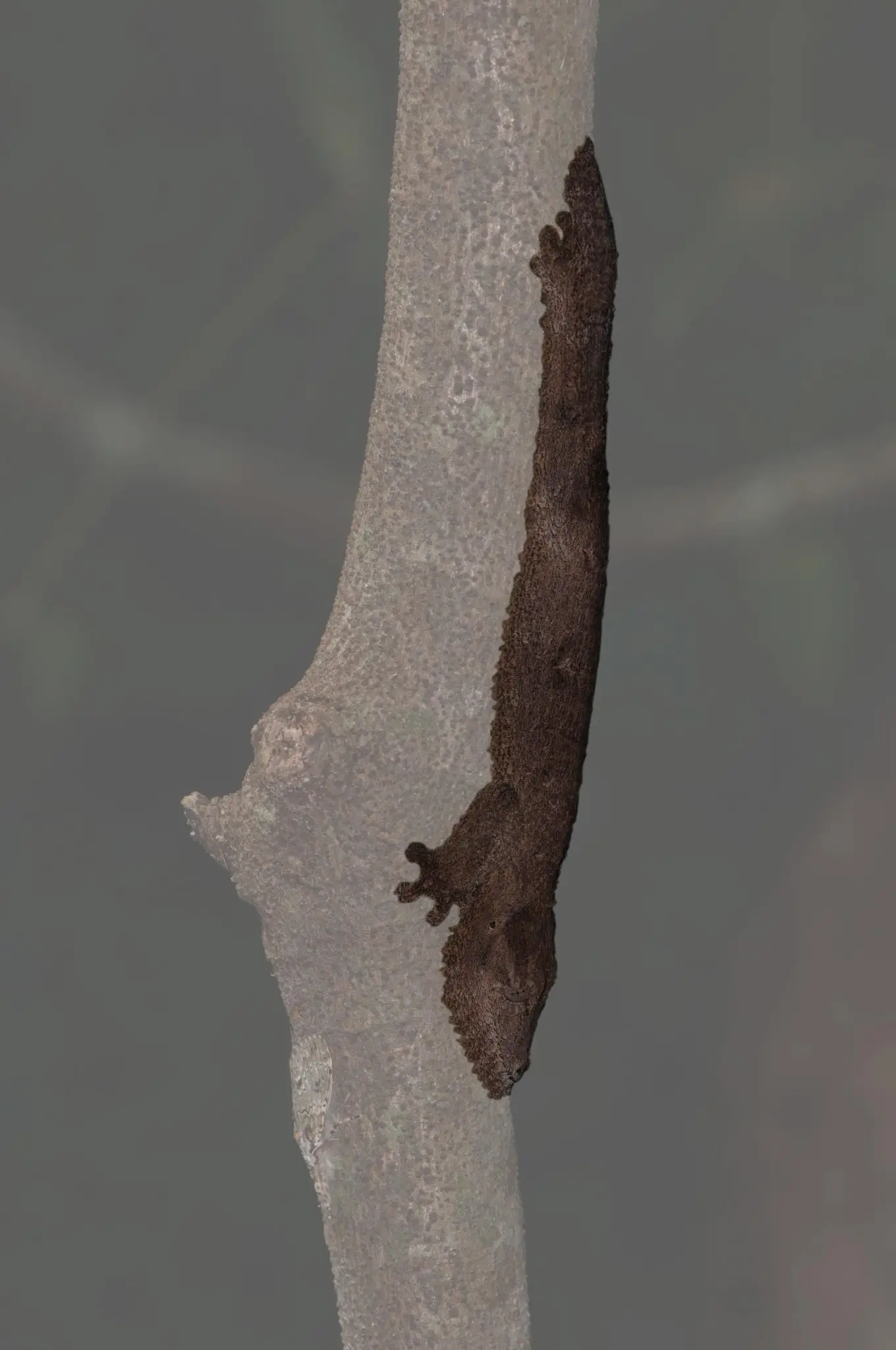 Uroplatus-garamaso-Revealed-1360x2048.webp