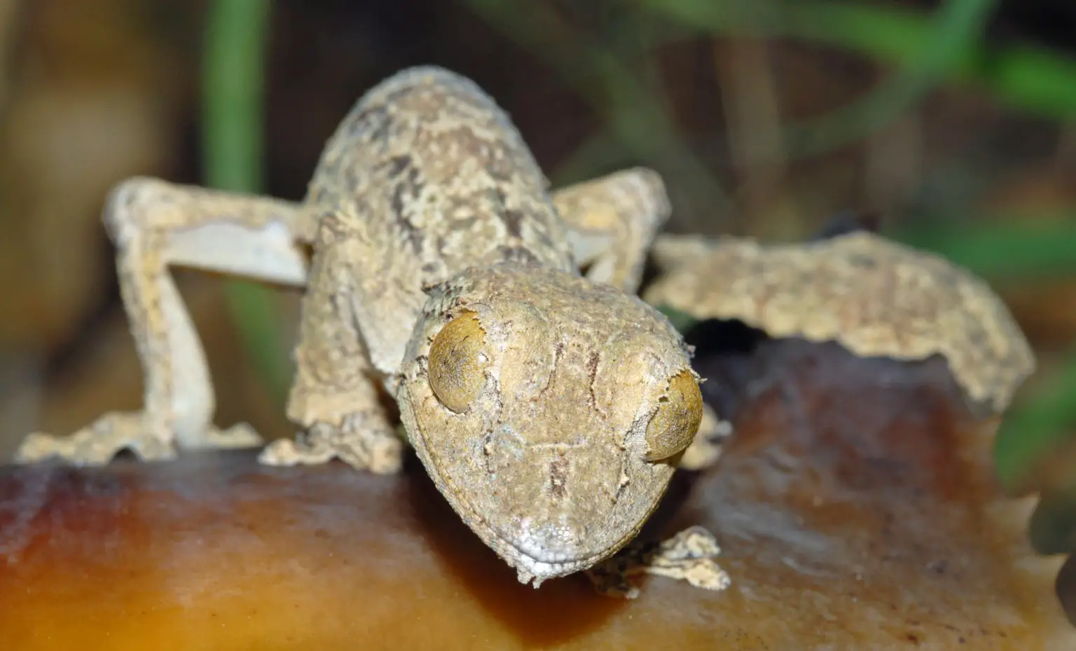 Primed-to-Jump-Uroplatus-garamaso-1536x929.webp