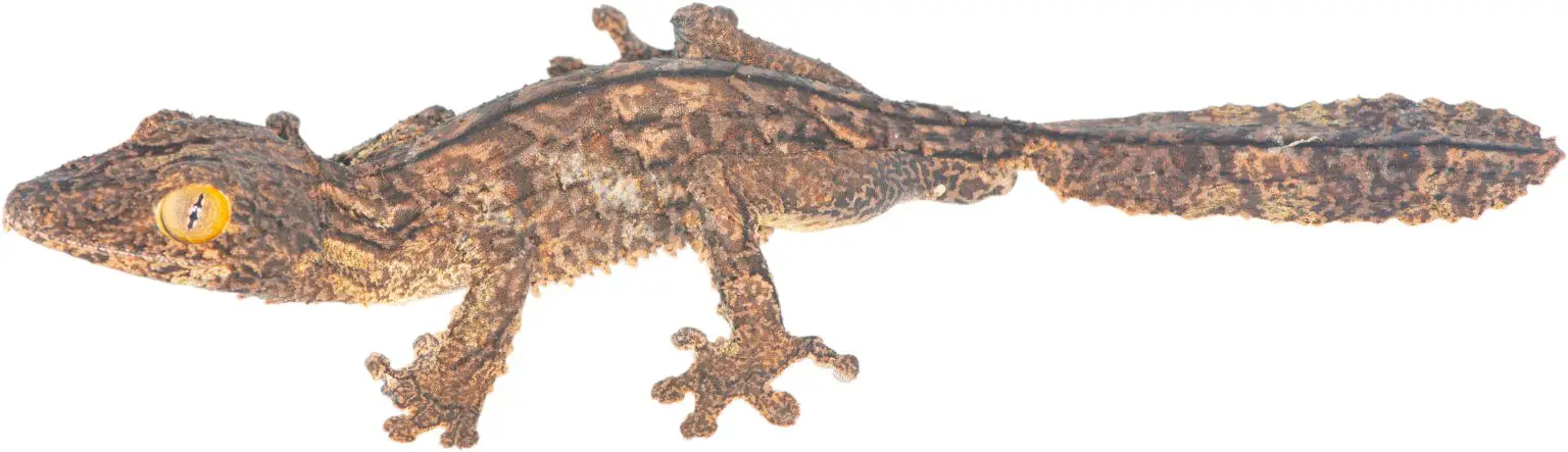 Holotype-of-Uroplatus-garamaso-1536x443.webp