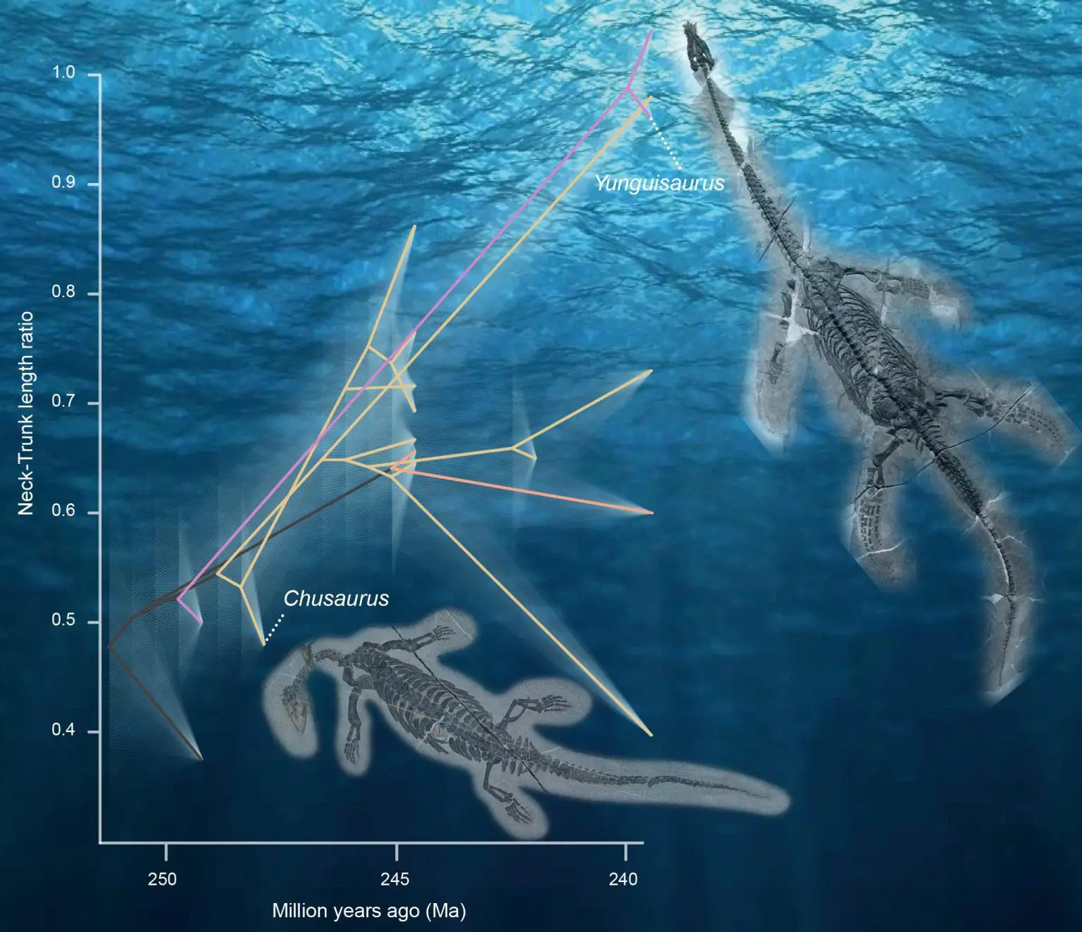 Plesiosaurs-Fast-Evolution-1536x1324.webp