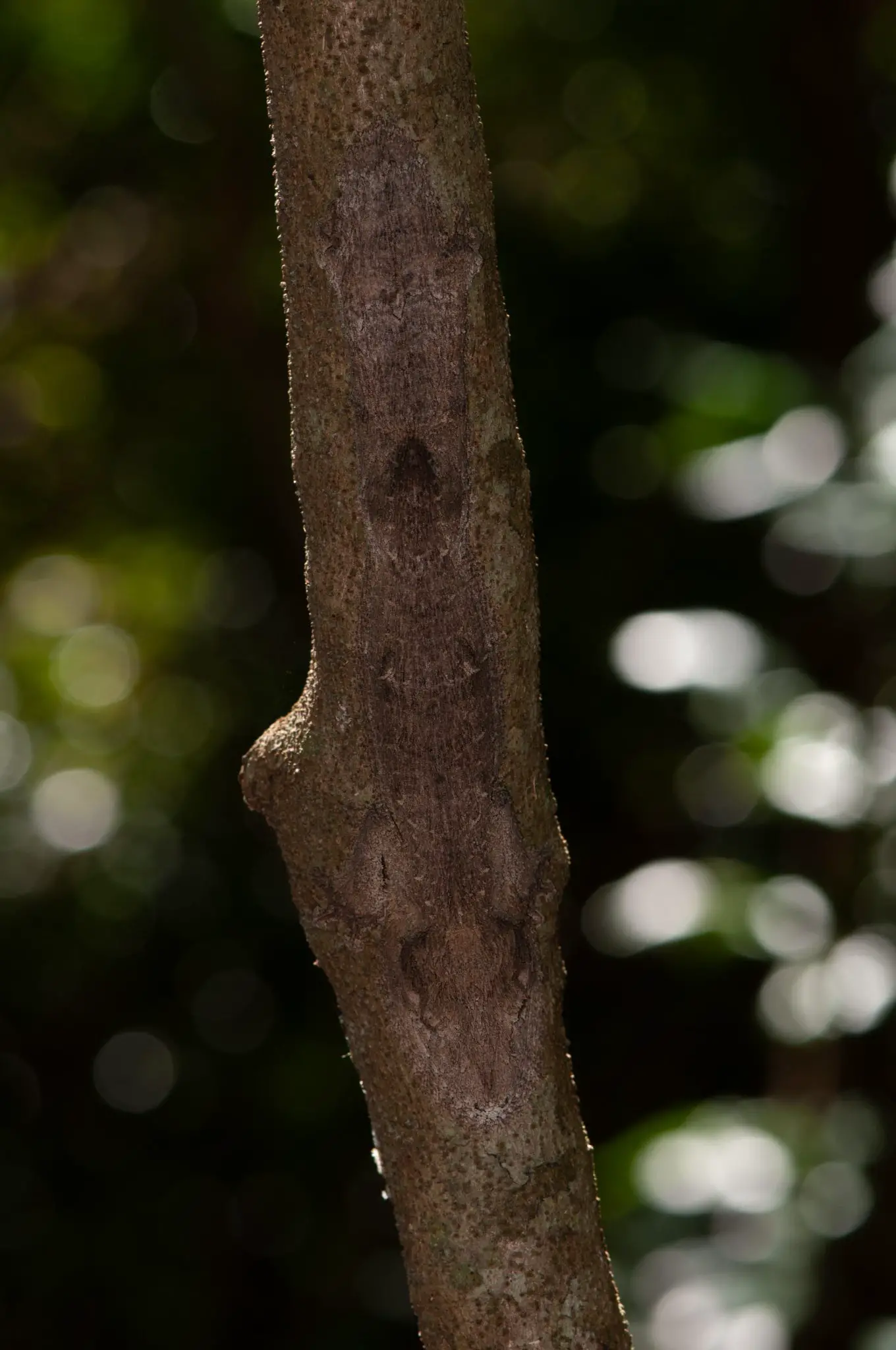 Uroplatus-garamaso-Hidden-Head-On-1360x2048.webp