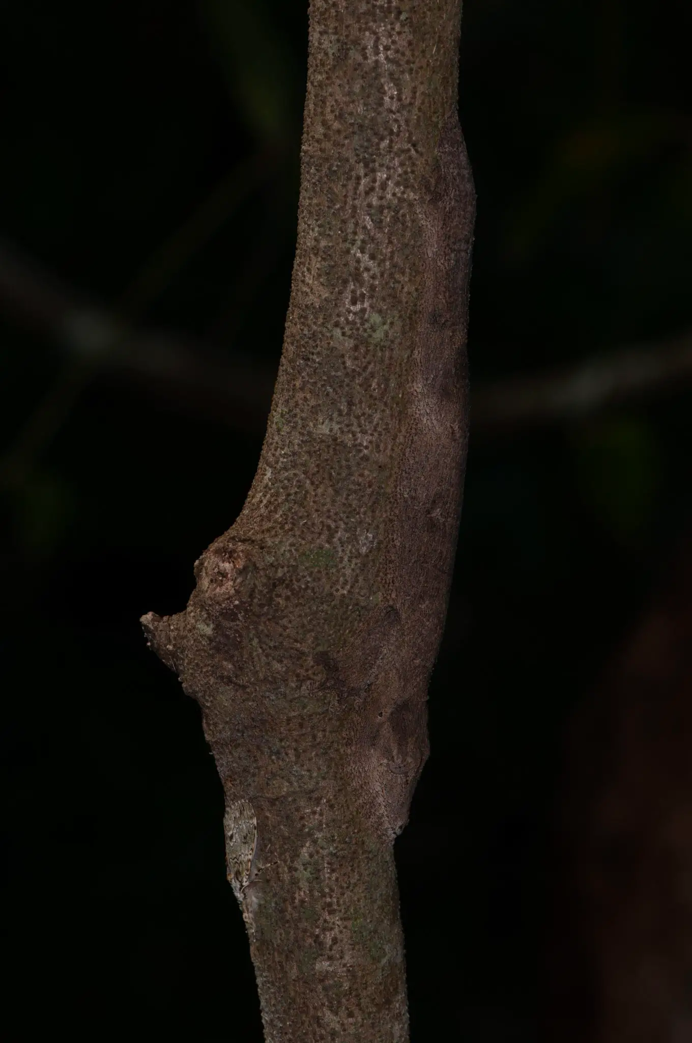 Uroplatus-garamaso-Hidden-1360x2048.webp