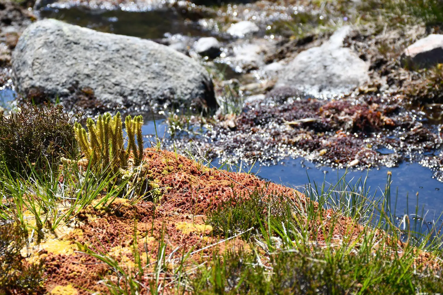 Diverse-Community-of-Land-Plants-in-Boggy-Stream-in-the-Cairngorms-National-Park-Scotland-1536x1024.webp