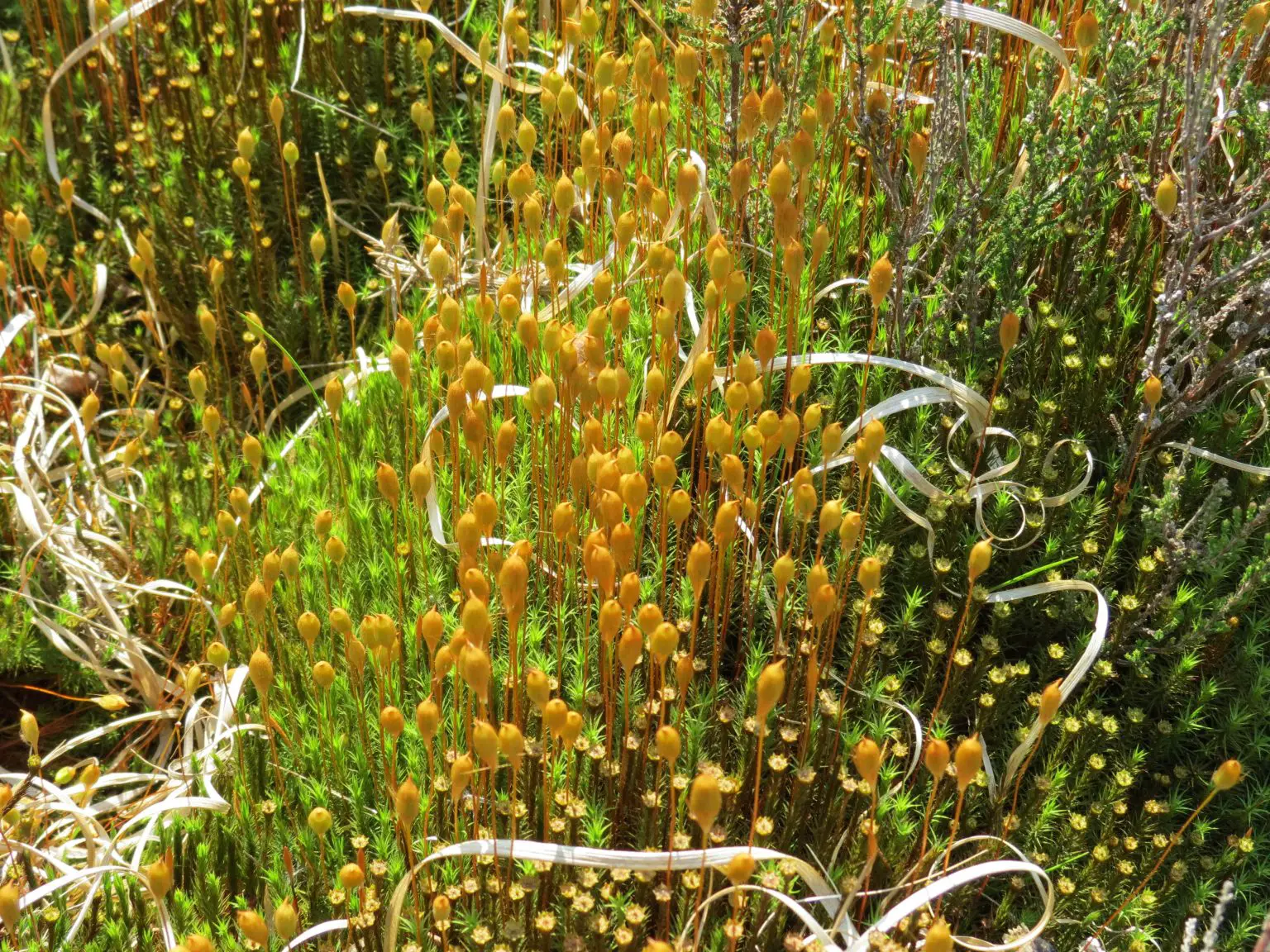 Polytrichum-commune-1536x1152.webp