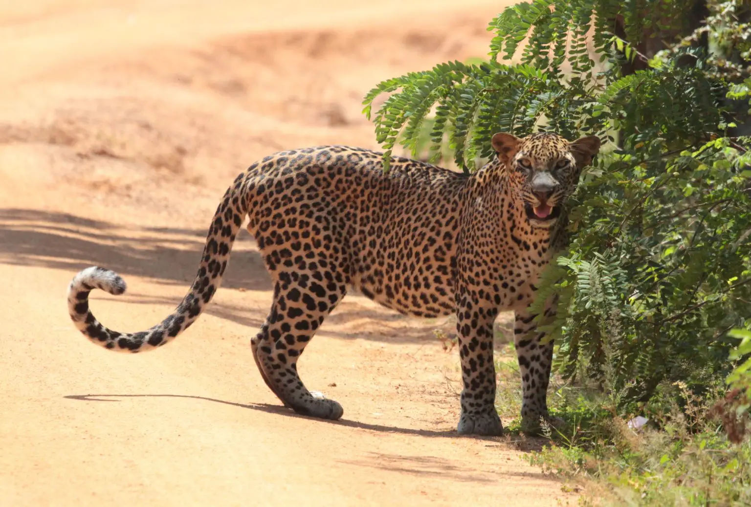Panthera-pardus-1536x1037.webp