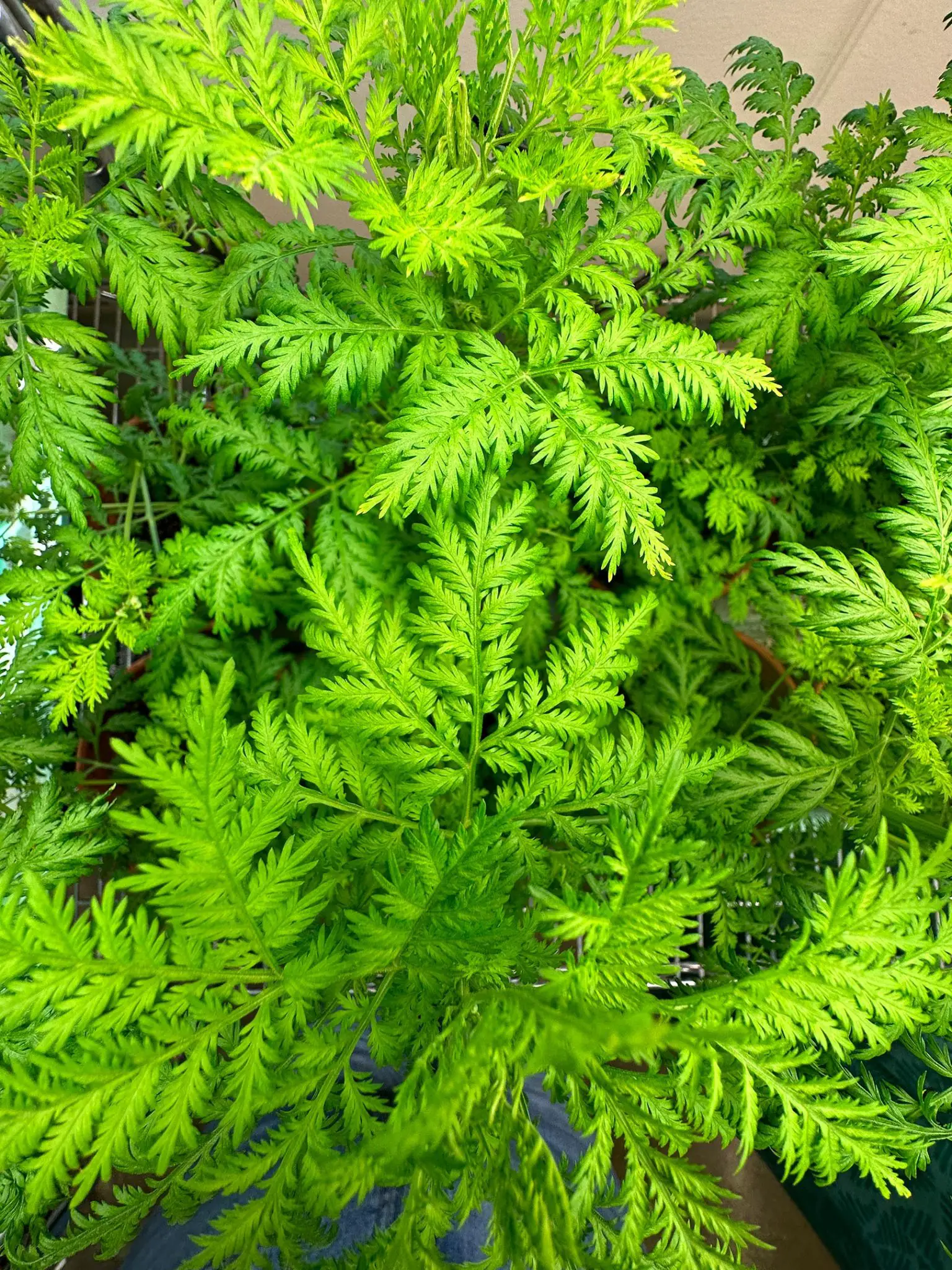 Artemisia-annua-Sweet-Annie-1536x2048.webp