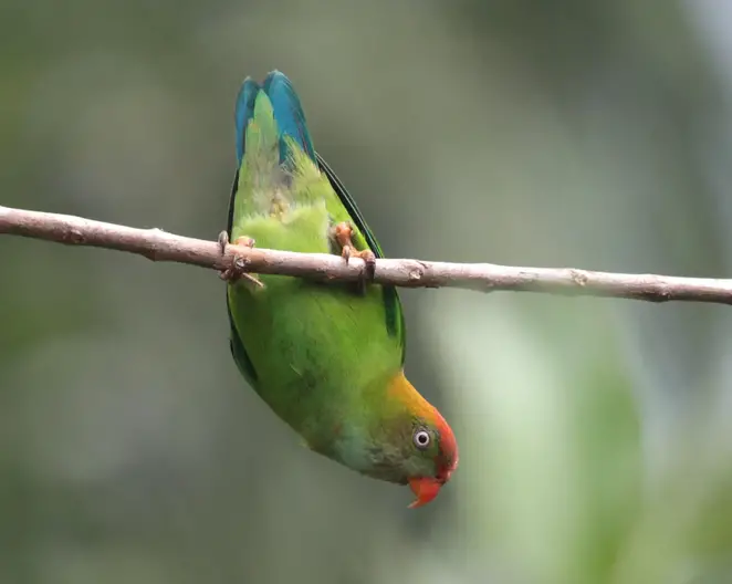 Sri-Lanka-Hanging-Parrot-2048x1631.webp