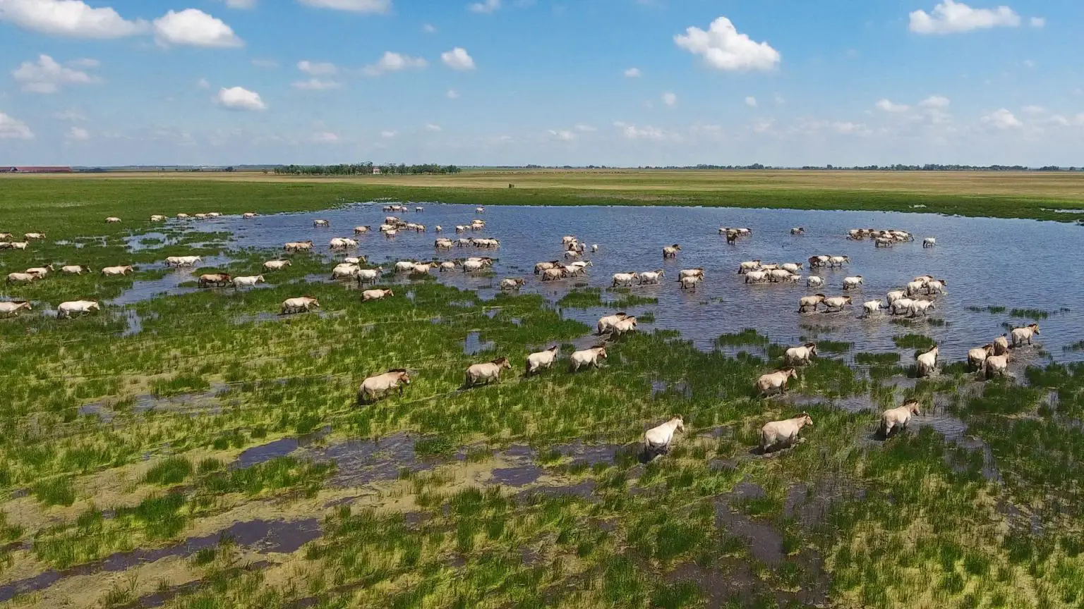 Harems-of-Przewalskis-Horses-1536x864.webp