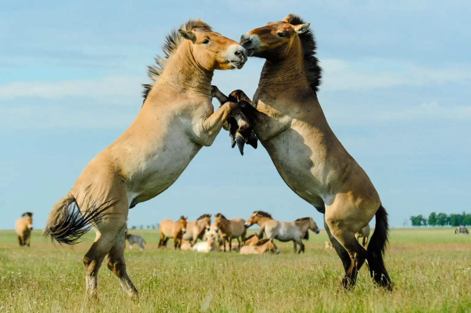 Harem-Stallions-1536x1022.webp