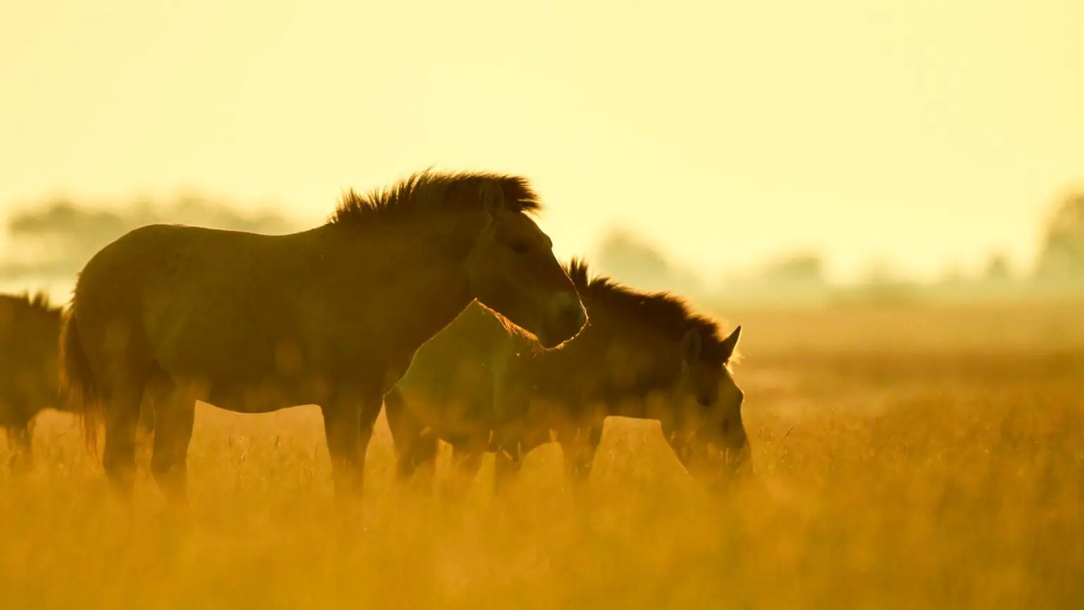 Przewalskis-Horses-1536x864.webp