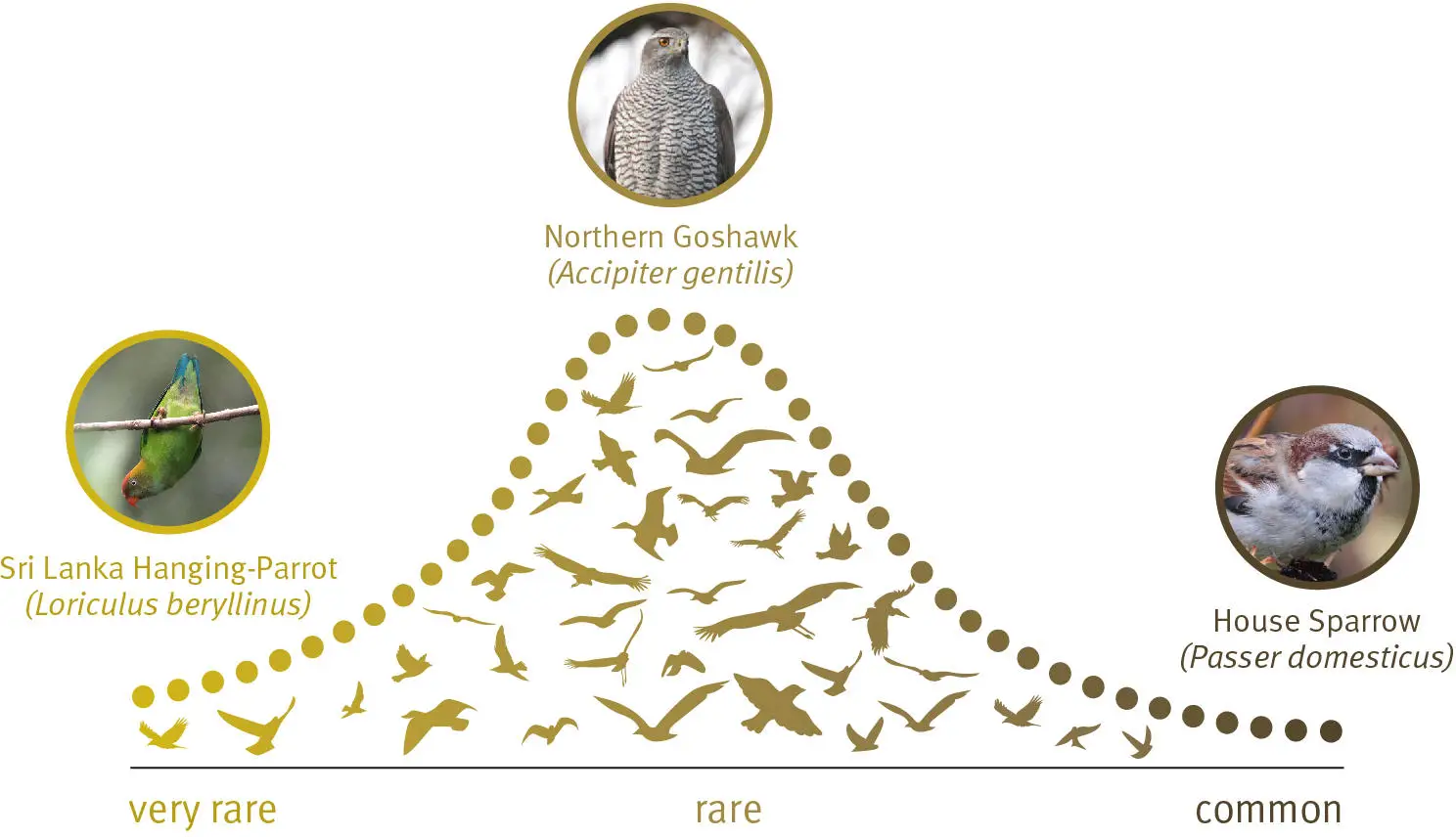 Global-Species-Abundance-Distribution.webp