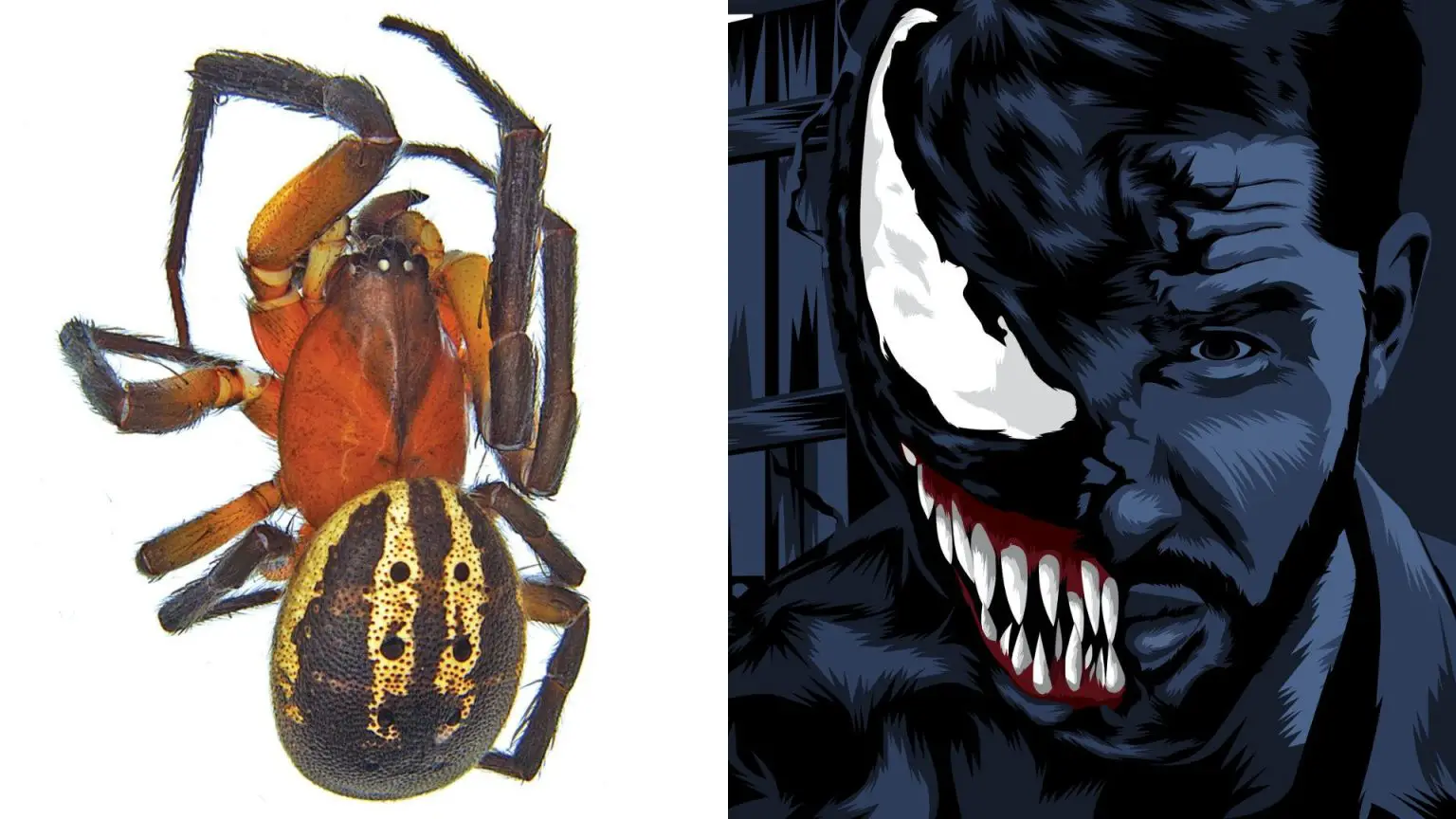 Venomius-Tomhardyi-Pictured-Next-to-an-Illustration-of-Tom-Hardys-Venom-Character-1536x864.webp