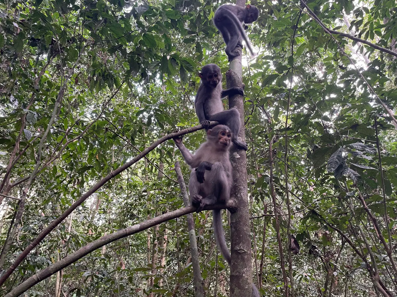 Mangabeys-in-a-Tree-1536x1152.webp