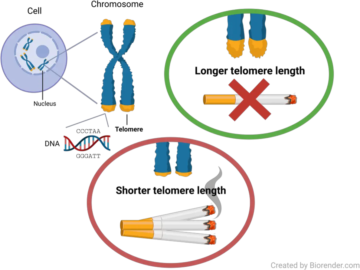 Genetic-Evidence-Shows-That-Smoking-Can-Cause-Us-to-Age-Faster-Graphic.webp