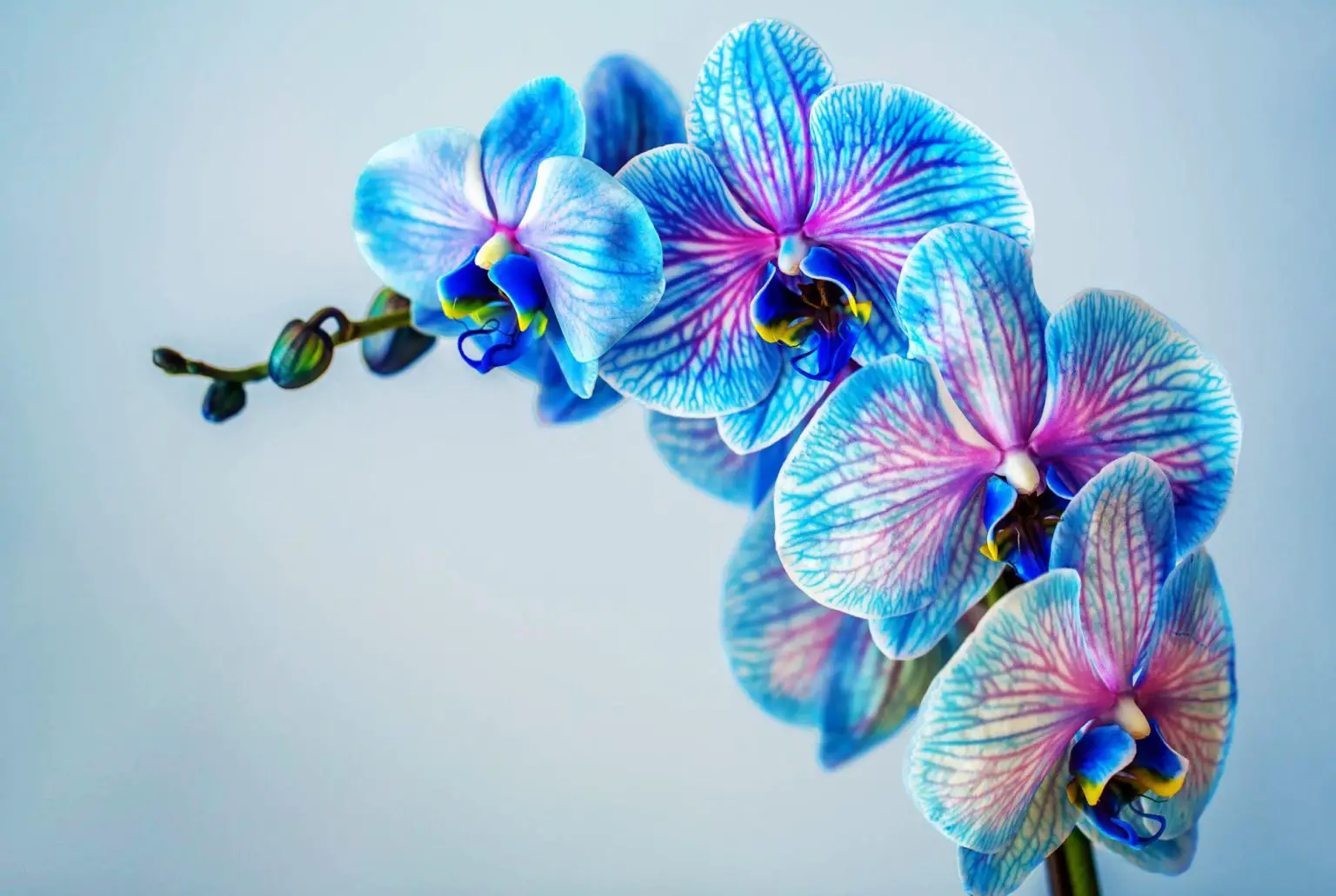 Blue-Orchid-1536x1031.webp
