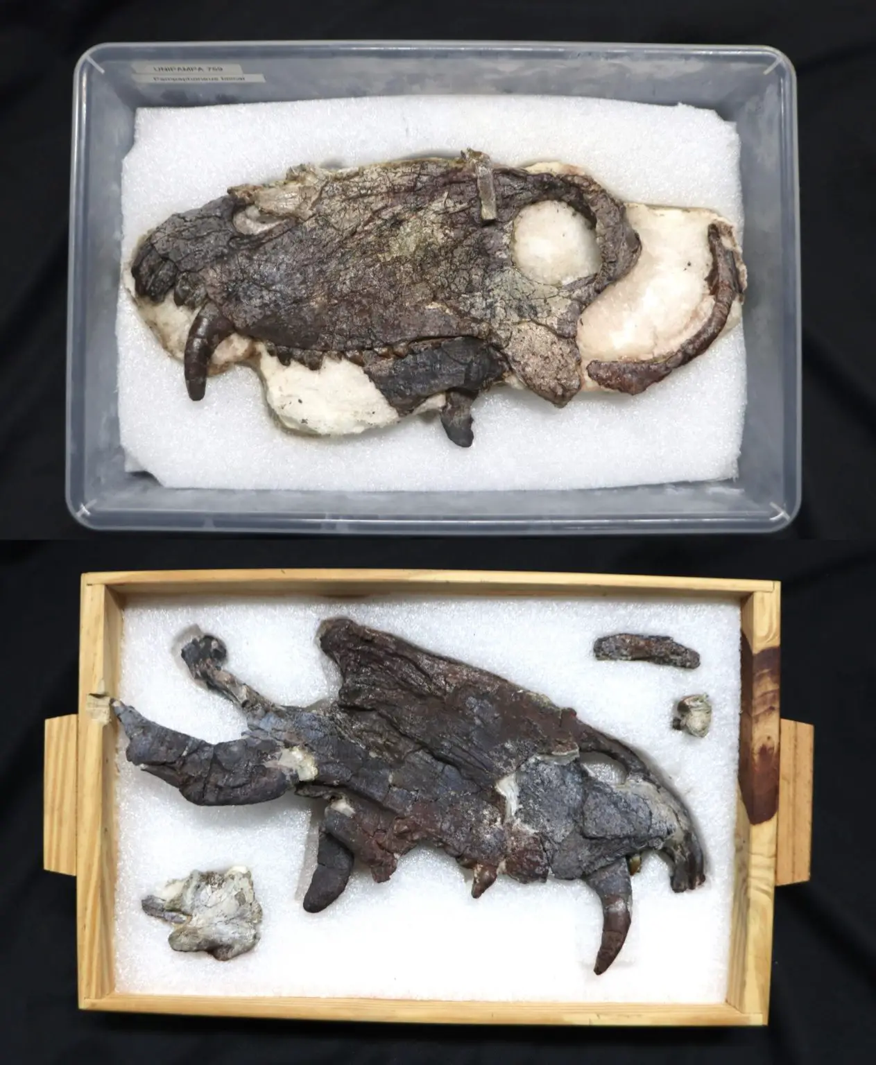 Skull-of-the-New-Pampaphoneus-biccai-Specimen-1263x1536.webp