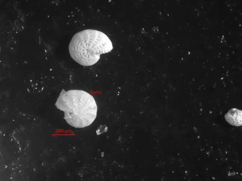 Fossils-of-a-Single-Celled-Organism-Elphidium-gerth-777x583.webp
