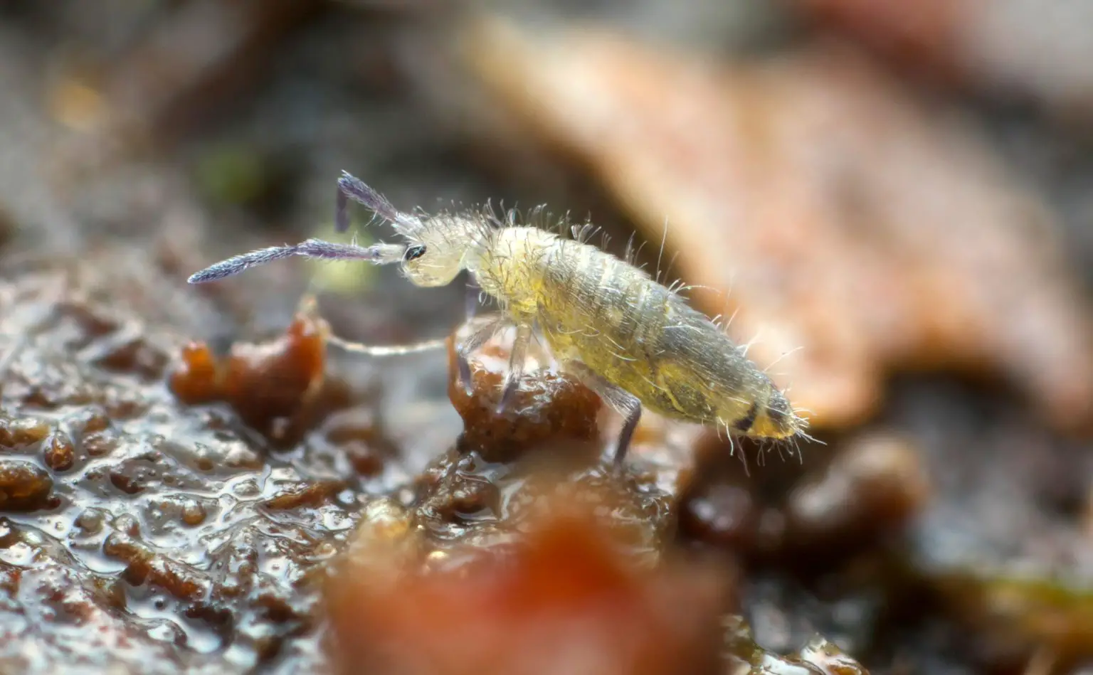 Small-Springtail-1536x949.webp