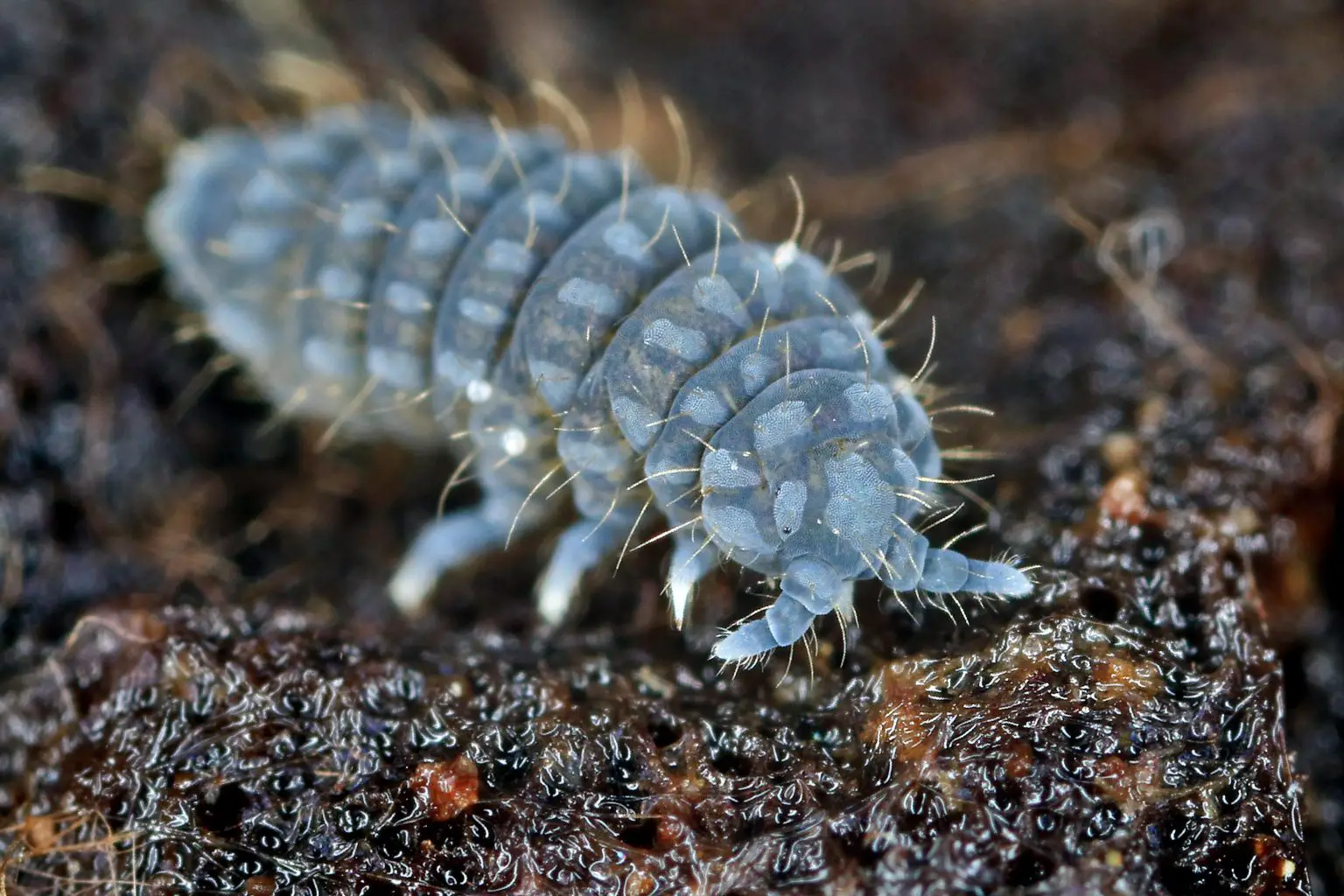 Springtail-Close-1536x1024.webp