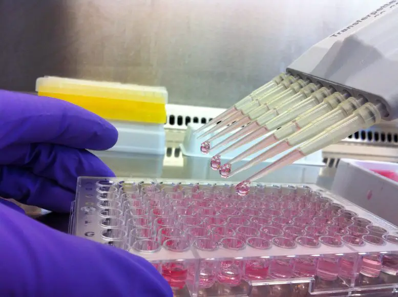 Lab-Work-at-the-Infection-Biology-Unit-of-the-German-Primate-Center-777x580.webp