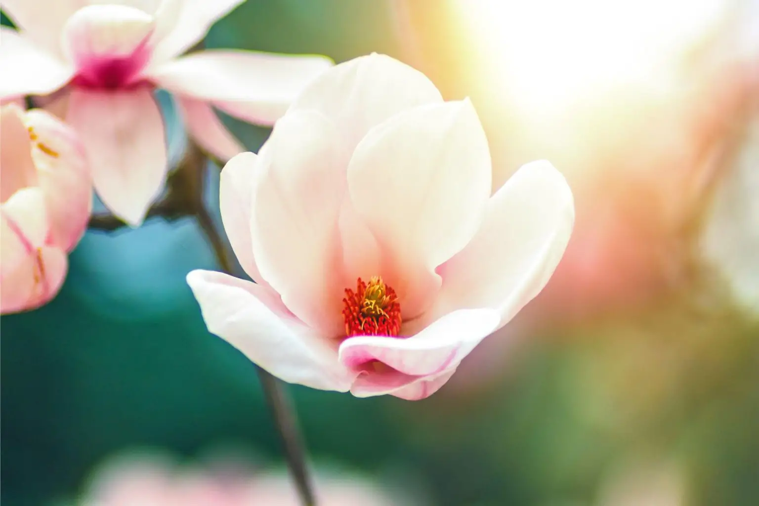 Blossoming-Magnola-1536x1024.webp