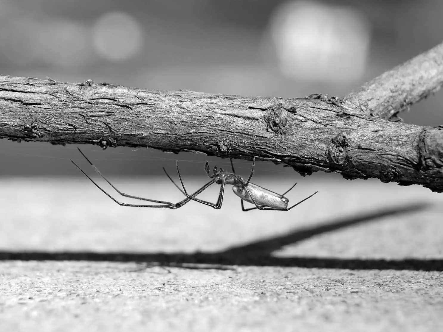 Long-Jawed-Spider.webp