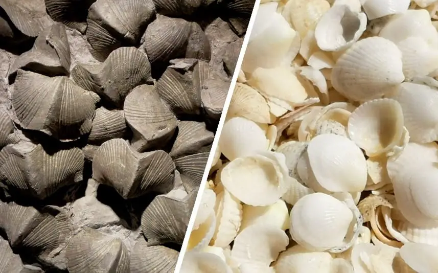 Devonian-Brachiopod-Fossils-and-Bivalve-Shells.webp
