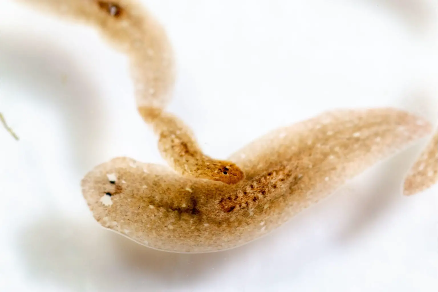 Planarian-Worms-1536x1024.webp