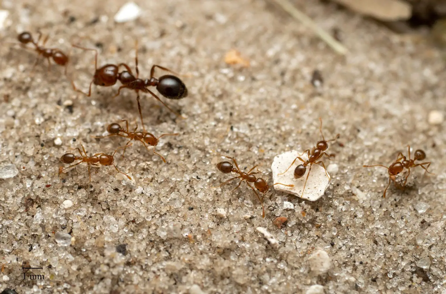 Red-Fire-Ants-1536x1013.webp